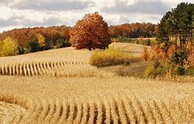 harvest festival